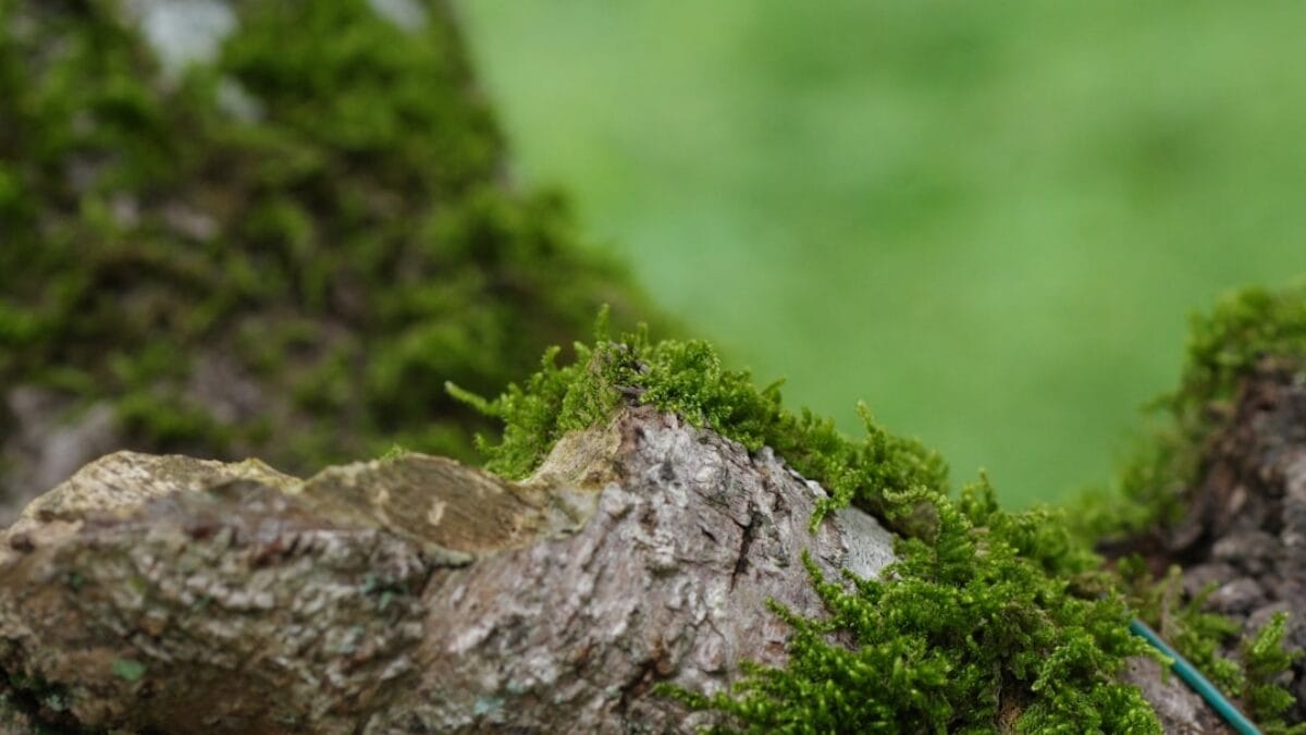 Blog on Islamic environmental care